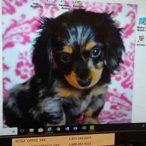 Meet your Posher, Joyce